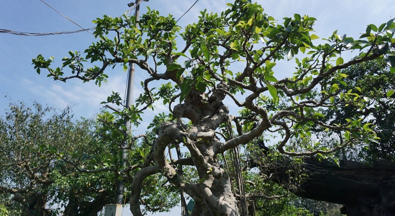 Dù không tiết lộ giá bán, tuy nhiên ông Niên khẳng định, vài năm trước khi cây cảnh có giá, đã có người trả 7 tỷ đồng cho cây sanh cổ này.