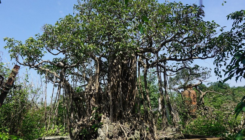 Một gốc sanh cổ thụ khác trong khu vườn. Thiếu vắng sự chăm chút hàng ngày, cây si phát triển tự nhiên và không theo bất cứ hình dáng nào.