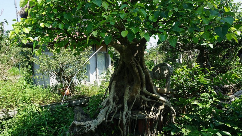 Một gốc bồ đề cổ thụ duy nhất trong khu vườn trăm tỷ của ông Niên.
