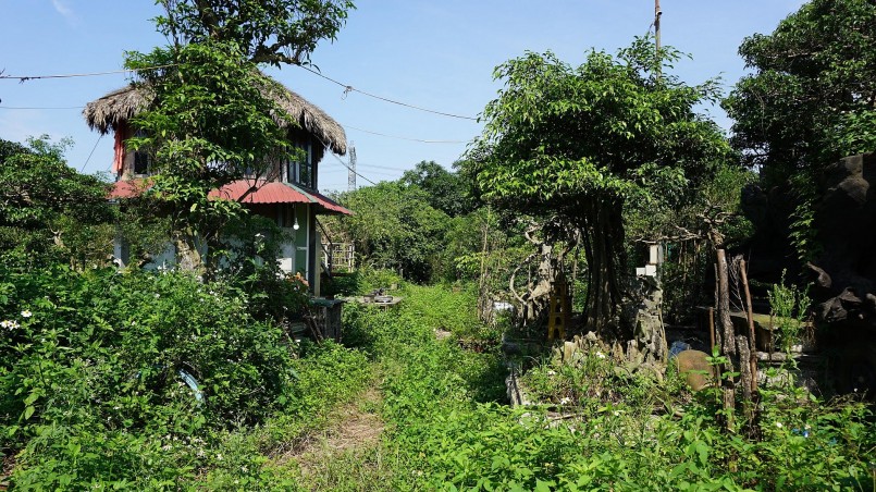 Sau 1 năm bỏ hoang, cỏ dại mọc um tùm. Thi thoảng, ông Niên vẫn đảo qua khu vườn cây cảnh để tưới nước và dọn bớt cỏ dại.
