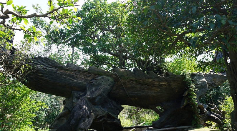 gốc sanh trăm tuổi được trồng trên một chiếc thuyền dáng rồng. Ông Niên cho biết, phần thuyền phía dưới là gỗ lim và có hình dáng hoàn toàn tự nhiên.