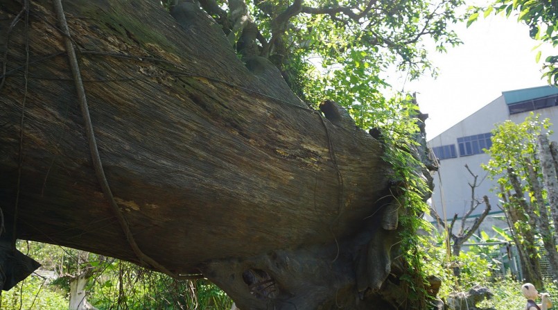 Chiều cao của cả thuyền và cây khoảng 4m, chiều dài khoảng hơn 6m. Tổng trọng lượng là hơn 3 tấn. Mỗi lần đi mang đi triển lãm, ông Niên đều phải thuê xe cẩu về kéo.