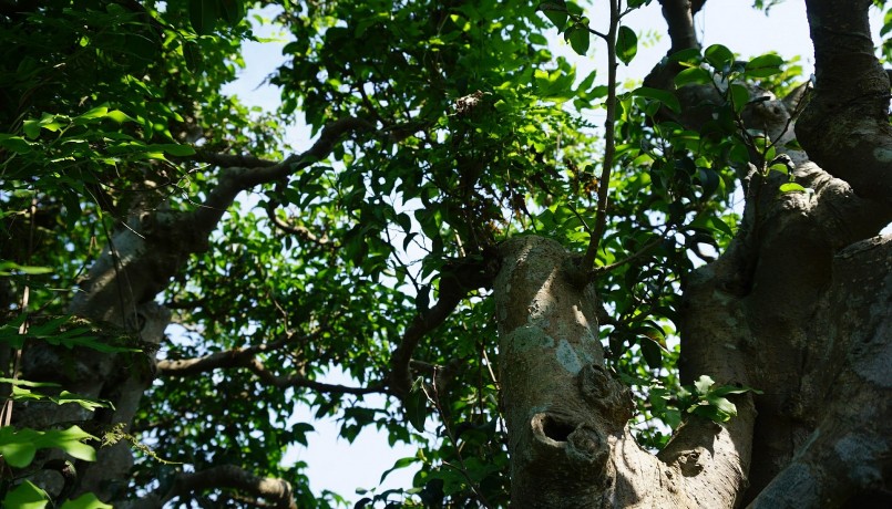 Chủ nhân không tiết lộ giá trị hiện tại của gốc sanh này. Tuy nhiên, vào thời điểm cao giá, đã có người trả vài tỷ đồng nhưng ông Niên không bán. Vài năm trước, thời điểm cây cảnh xuống giá, có khách trả 600 triệu đồng, nhưng ông Niên quyết không bán mà giữ lại chăm sóc.