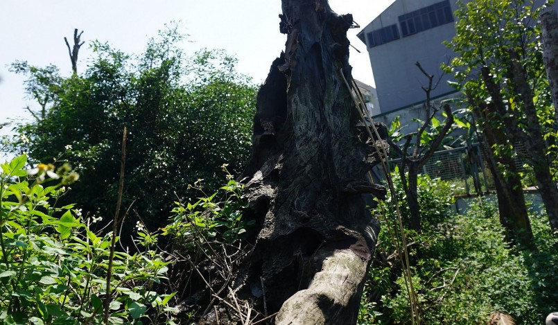 Hiện tại, chiếc thuyền rồng gỗ lim phía dưới đã xuất hiện một số dấu hiệu như hỏng, mất đi 1 phần mũi thuyền. Các họa tiết trang trí, ví dụ như hình tượng Lý Công Uẩn ở mũi thuyền đã không còn.