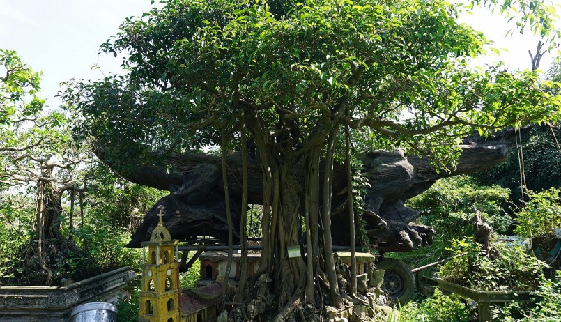Chậu sanh cổ thụ thứ 2 trong khu vườn này cũng đã từng có giá lên tới vài tỷ đồng.