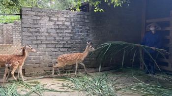 Nuôi con đặc sản cho ăn cỏ ngoài đồng, mọc thứ đại bổ bán 16 triệu đồng/kg, nhà nông thu nhập tiền tỷ mỗi năm