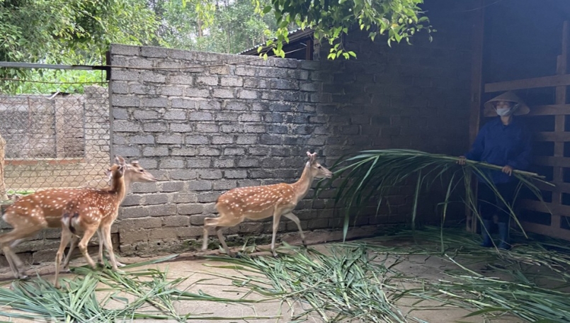 Thức ăn cho hươu là các loại lá rừng Thức ăn cho hươu là các loại lá rừng