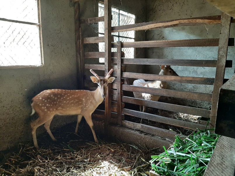 nuôi hươu sao lấy nhung bắt đầu phát triển nhỏ lẻ ở nhiều địa phương nuôi hươu sao lấy nhung bắt đầu phát triển nhỏ lẻ ở nhiều địa phương