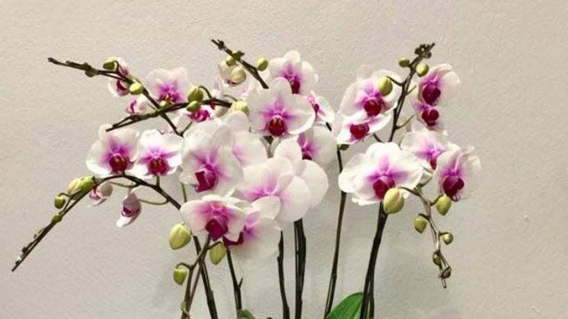 Trong nhà có 4 chậu hoa này "tài lộc may mắn" ngập tràn, nhà giàu đặc biệt thích loại hoa thứ 3