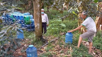 Chiến thuật lạ cứu vườn sầu riêng thoát hạn mặn không cần tưới của lão nông miền Tây