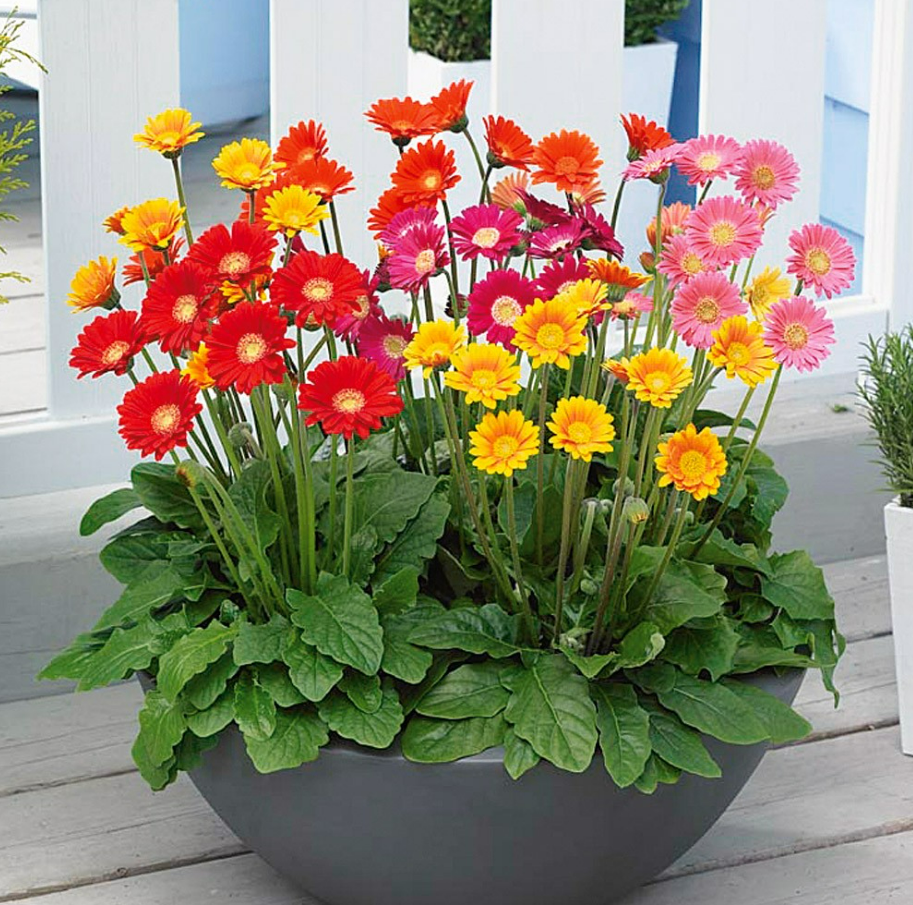 Trong nhà có 4 chậu hoa này "tay không hái ra tiền", nhà giàu đặc biệt thích loại hoa thứ 3