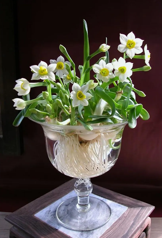 Trong nhà có 4 chậu hoa này "tay không hái ra tiền", nhà giàu đặc biệt thích loại hoa thứ 3