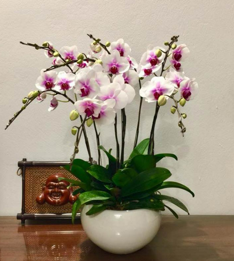 Trong nhà có 4 chậu hoa này "tay không hái ra tiền", nhà giàu đặc biệt thích loại hoa thứ 3