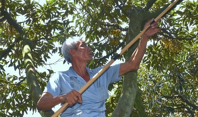Sau vụ hạn mặn, vườn sầu riêng của ông Mười Nghĩa vẫn xanh tốt và sai trái. Sau vụ hạn mặn, vườn sầu riêng của ông Mười Nghĩa vẫn xanh tốt và sai trái.
