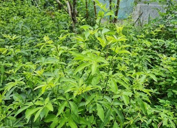 Những loại rau rừng vừa lạ vừa ngon, có loại được ví như “nhân sâm quý" là đặc sản vùng núi đá Hà Giang