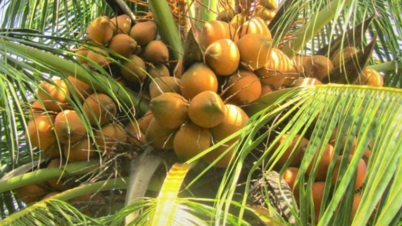 Loại quả xưa ít ai biết, giờ thành đặc sản được ưa chuộng bởi hương vị "độc nhất vô nhị"