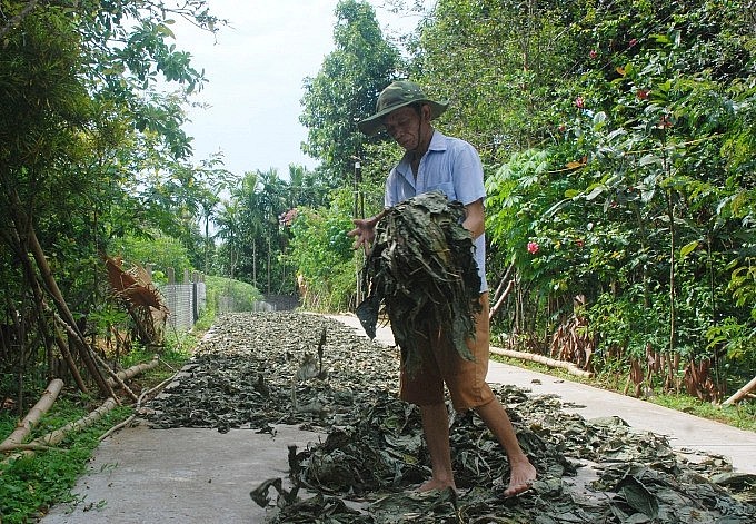 Ông Phạm Bá Chiến ở thôn Đầm Hồng (xã Cường Thịnh) phơi sơ chế lá cây khôi nhung Ông Phạm Bá Chiến ở thôn Đầm Hồng (xã Cường Thịnh) phơi sơ chế lá cây khôi nhung