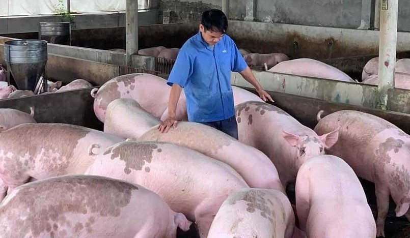 Giá heo hơi hôm nay (26/2) khép lại một tuần đầy biến động. Liên tiếp trong ba phiên cuối tuần giá heo liên tục giảm từ 1.000 đến 2.000 đồng.