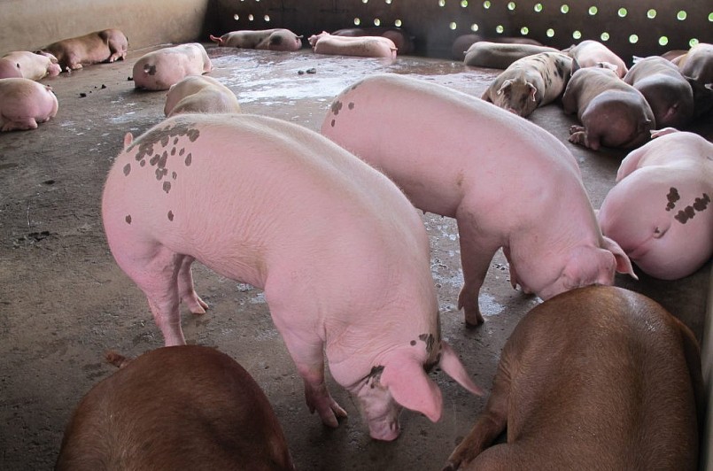 Giá heo hơi hôm nay tiếp đà giảm, doanh nghiệp giảm giá heo từ 2.500 - 4.500 đồng/kg.