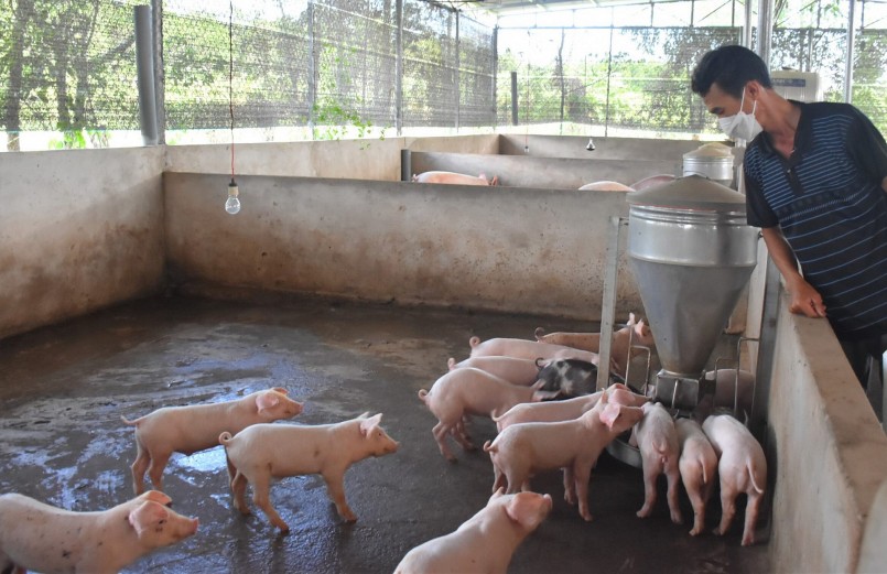 Giá heo hơi giảm thấp khiến người chăn nuôi khó khăn và cân nhắc phương án tăng đàn, tái đàn.