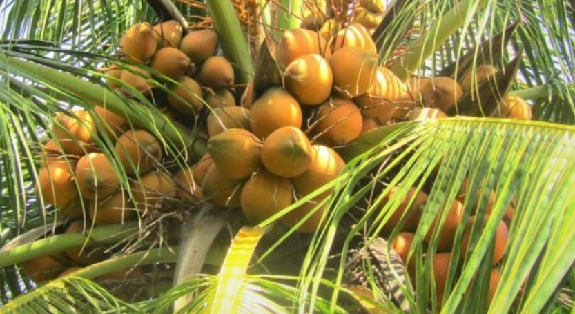 Loại quả xưa ít ai biết, giờ thành đặc sản được ưa chuộng bởi hương vị "độc nhất vô nhị"