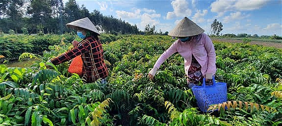 Gia đình anh Trần Văn Khôi, ấp Thạnh Thắng, xã Hỏa Tiến, thành phố Vị Thanh (tỉnh Hậu Giang) hái rau choại bán cho khách Gia đình anh Trần Văn Khôi, ấp Thạnh Thắng, xã Hỏa Tiến, thành phố Vị Thanh (tỉnh Hậu Giang) hái rau choại bán cho khách