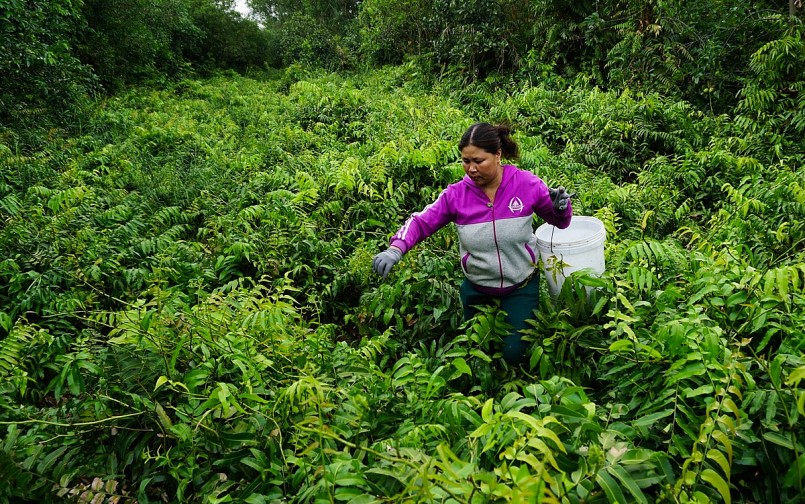 Người dân hái rau choại Người dân hái rau choại