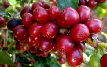 Giá nông sản hôm nay (26/2): Cà phê, hồ tiêu có chuỗi tăng khởi sắc kỳ vọng lập đỉnh mới