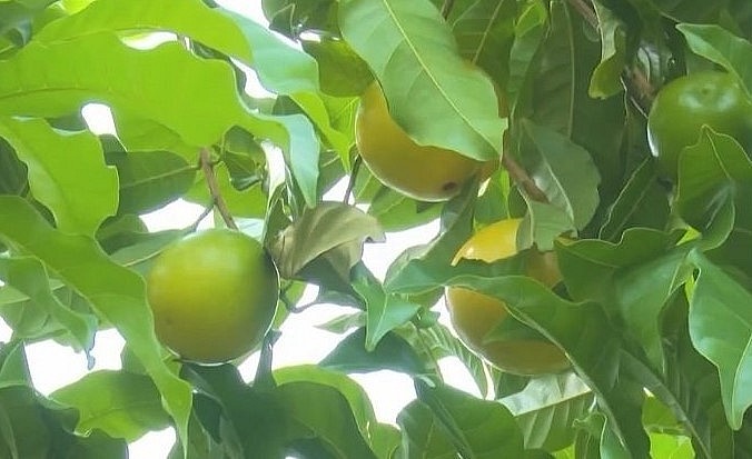 Vú sữa Hoàng Kim sau 2 năm đã cho trái vàng ươm nặng tới nửa ký.