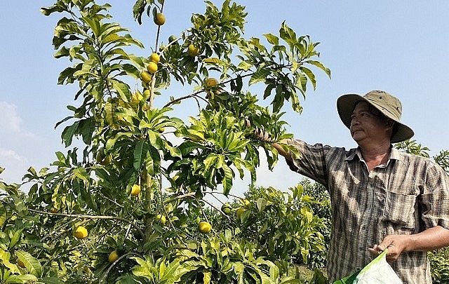 Anh Lê Minh Triết đã mạnh dạn đưa cây vú sữa Hoàng Kim về vùng đất biên giới cho hiệu quả cao.