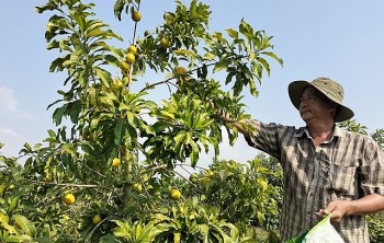Trồng loại cây cho quả vàng óng nặng nửa ký ngọt dịu, sau 2 năm đã bội thu