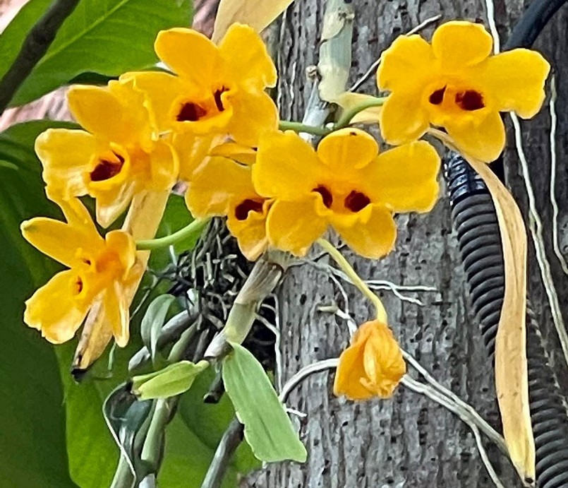 Những giò phong lan lộng lẫy trong khu vườn được nghệ sỹ nâng niu. Những giò phong lan lộng lẫy trong khu vườn được nghệ sỹ nâng niu.