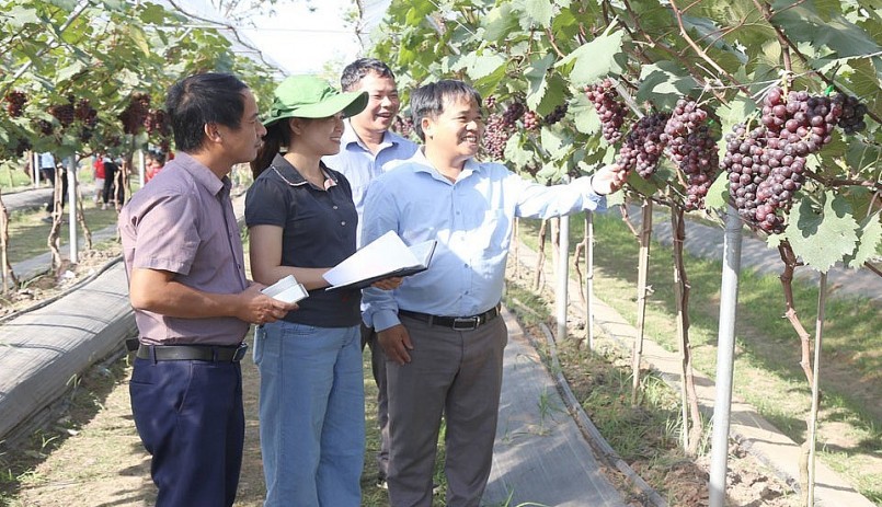 Qua theo dõi trong thời gian thực hiện dự án, giống nho Hạ Đen sinh trưởng tốt, cho năng suất đạt trung bình hơn 16 tấn/ha (từ năm thứ 2 trở đi).