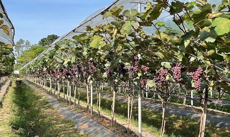 Trung bình mỗi năm cây nho hạ đen cho thu hoạch 2 vụ, vào khoảng tháng 6 và tháng 11. Quả nho hạ đen mọc thành chùm dài, tròn xoe, mọng nước. 