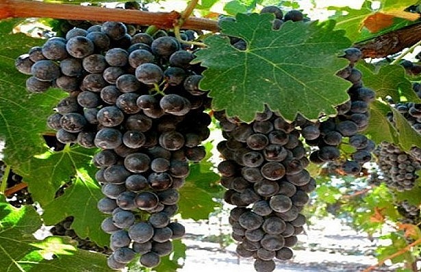 Quả nho Hạ Đen khi chín có màu tím sẫm, vị ngọt sắc, rất giòn và thơm ngon.