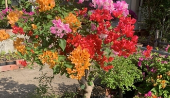 Bí quyết biến vùng đất phèn thành vườn hoa giấy đủ màu sắc bỏ túi nửa tỷ/năm