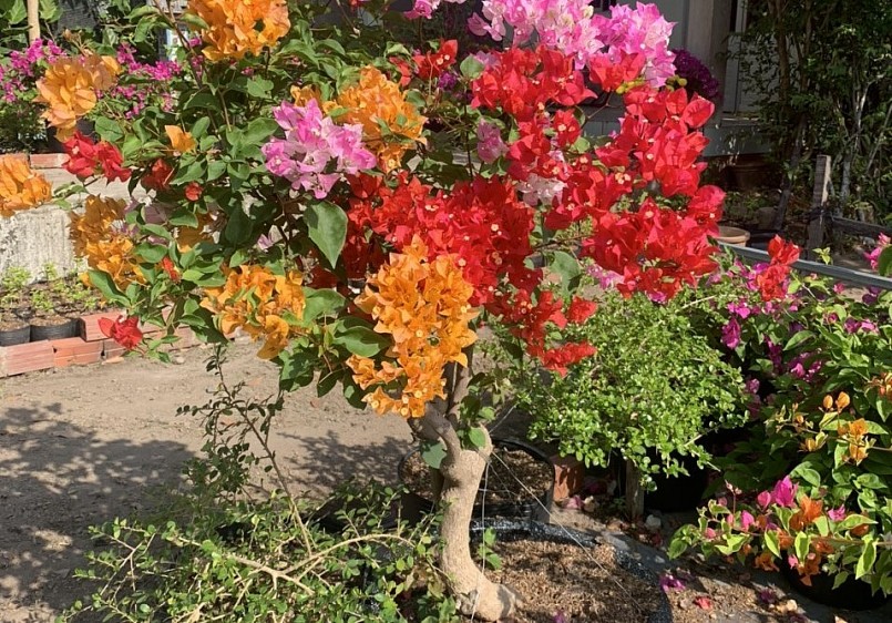 Cây hoa giấy ngũ sắc được nhiều người ưa chuộng vì có hoa đủ màu sắc rực rỡ. (Ảnh minh họa).