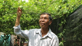 Trồng giống chanh lạ không chua mà có vị ngọt, quả sai trĩu trịt đếm không xuể, có bao nhiêu bán cũng hết 120.000 đồng/kg