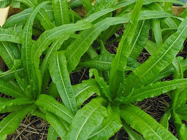 Rau diếp thơm Rau diếp thơm