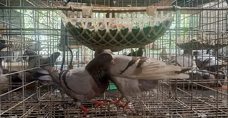 Trại nuôi bồ câu an toàn sinh học cho ăn 20 loại thảo dược của anh Bình. Trại nuôi bồ câu an toàn sinh học cho ăn 20 loại thảo dược của anh Bình.