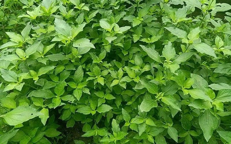 Cây thảo dược xạ đen được trồng trong trang trại để cho bồ câu ăn. Cây thảo dược xạ đen được trồng trong trang trại để cho bồ câu ăn.