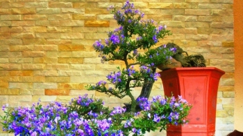 Linh Sam - cây phú quý mang thu nhập khủng cho anh nông dân Tiền Giang