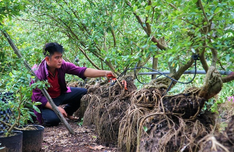 Linh Sam - cây phú quý mang thu nhập khủng cho anh nông dân Tiền Giang