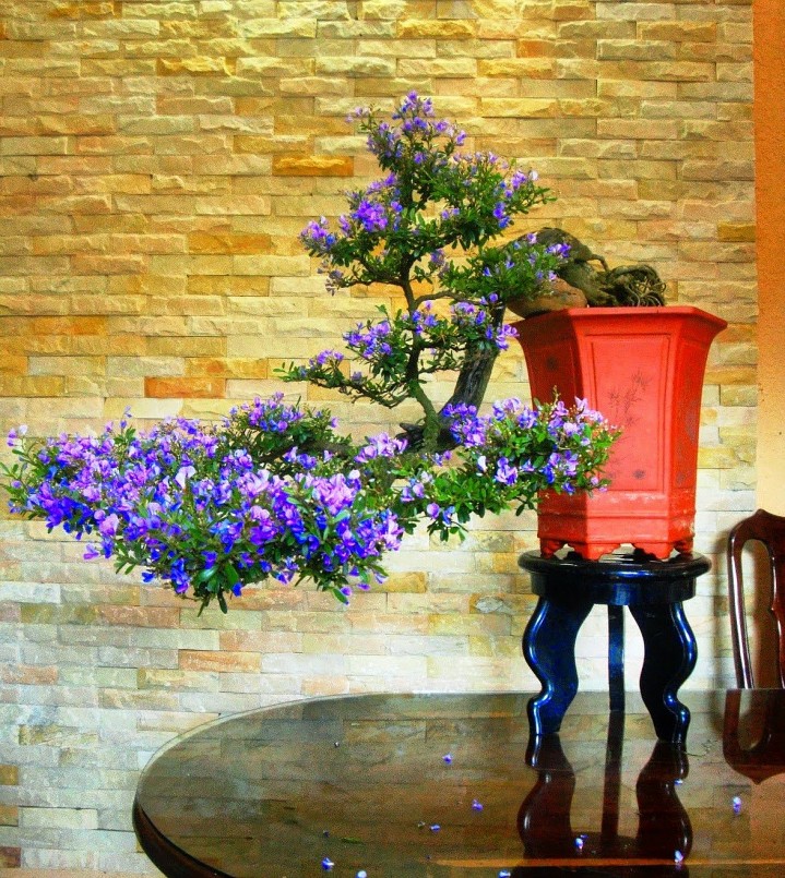 Linh Sam - cây phú quý mang thu nhập khủng cho anh nông dân Tiền Giang