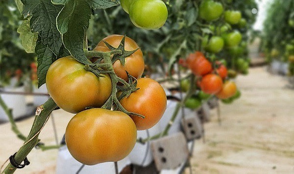 Những loại rau củ tưởng bổ hóa độc, tuyệt đối không nên động đũa