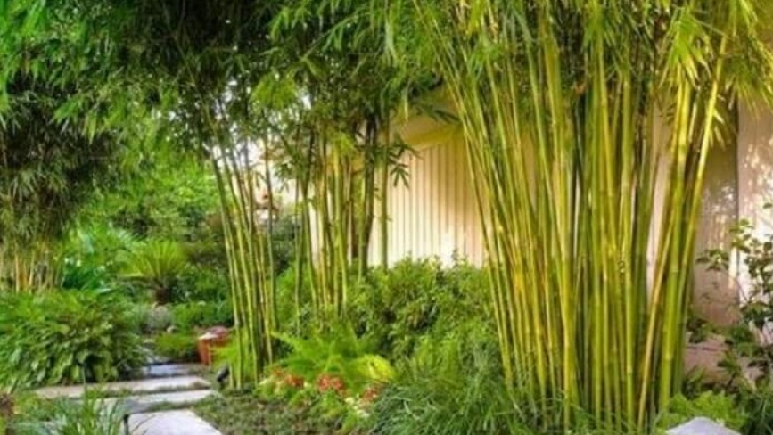 3 loại cây dễ thu hút côn trùng, làm ổ cho chuột, muốn trồng hãy cân nhắc thật kỹ