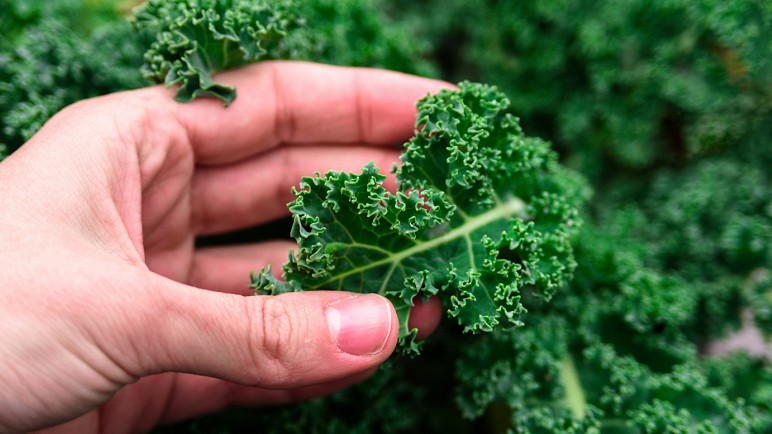 Thứ rau có lá xoăn tít được ví là “vua” của các loại rau, bảo vệ tim, ngừa ung thư cực tốt nhưng người Việt ít ăn