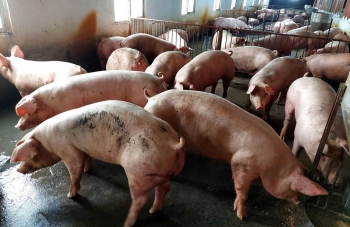 Giá heo hơi hôm nay (27/2) khó thoát đáy 48.000 đồng/kg, thị trường bế tắc vì sức mua yếu xuất khẩu chưa thông