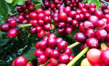 Giá nông sản hôm nay (27/2): Cà phê suy giảm, hồ tiêu chưa bứt khỏi mốc 67.000 đồng/kg