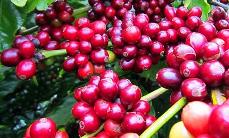 Giá nông sản hôm nay (27/2), cà phê hôm nay duy trì đà giảm trên thị trường thế giới. Giá nông sản hôm nay (27/2), cà phê hôm nay duy trì đà giảm trên thị trường thế giới.